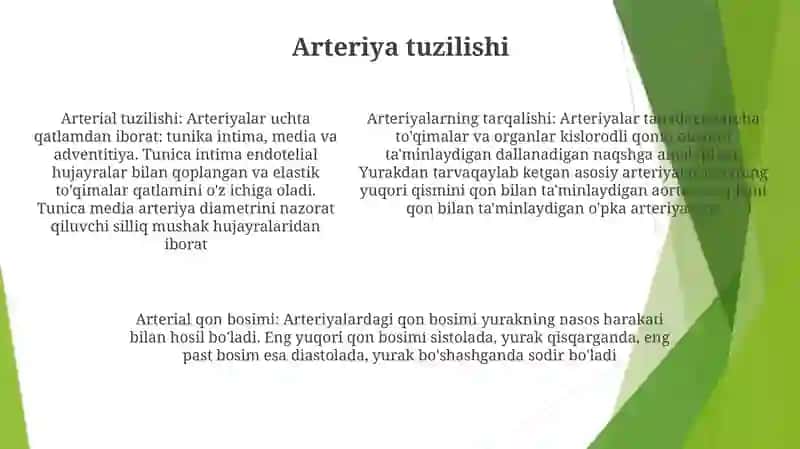 Arteriyalarning Tarqalish Qonuniyatlari 4