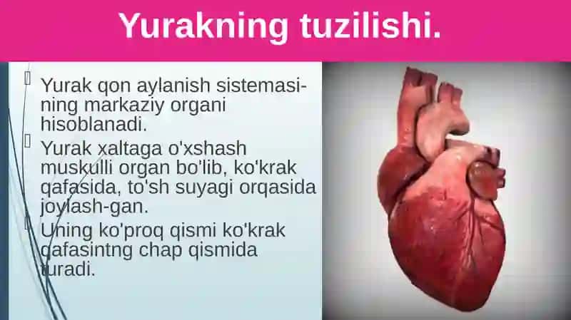 Qonaylanishiningahamiyati, yurakning tuzilishi 4