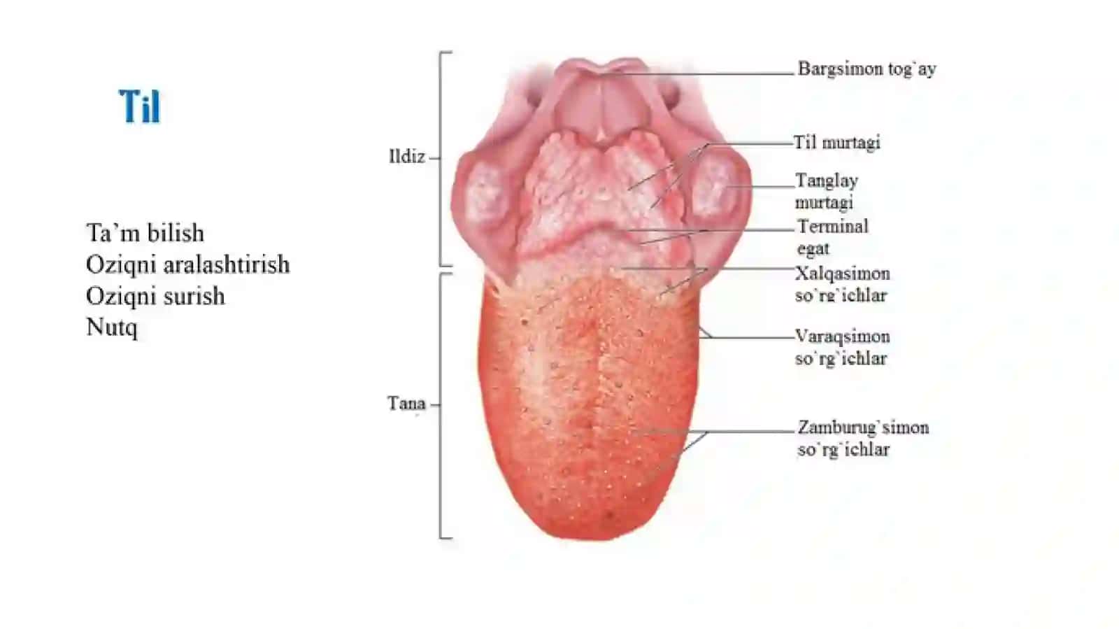 ovqat hazm qilish organlarining tuzilishi 4