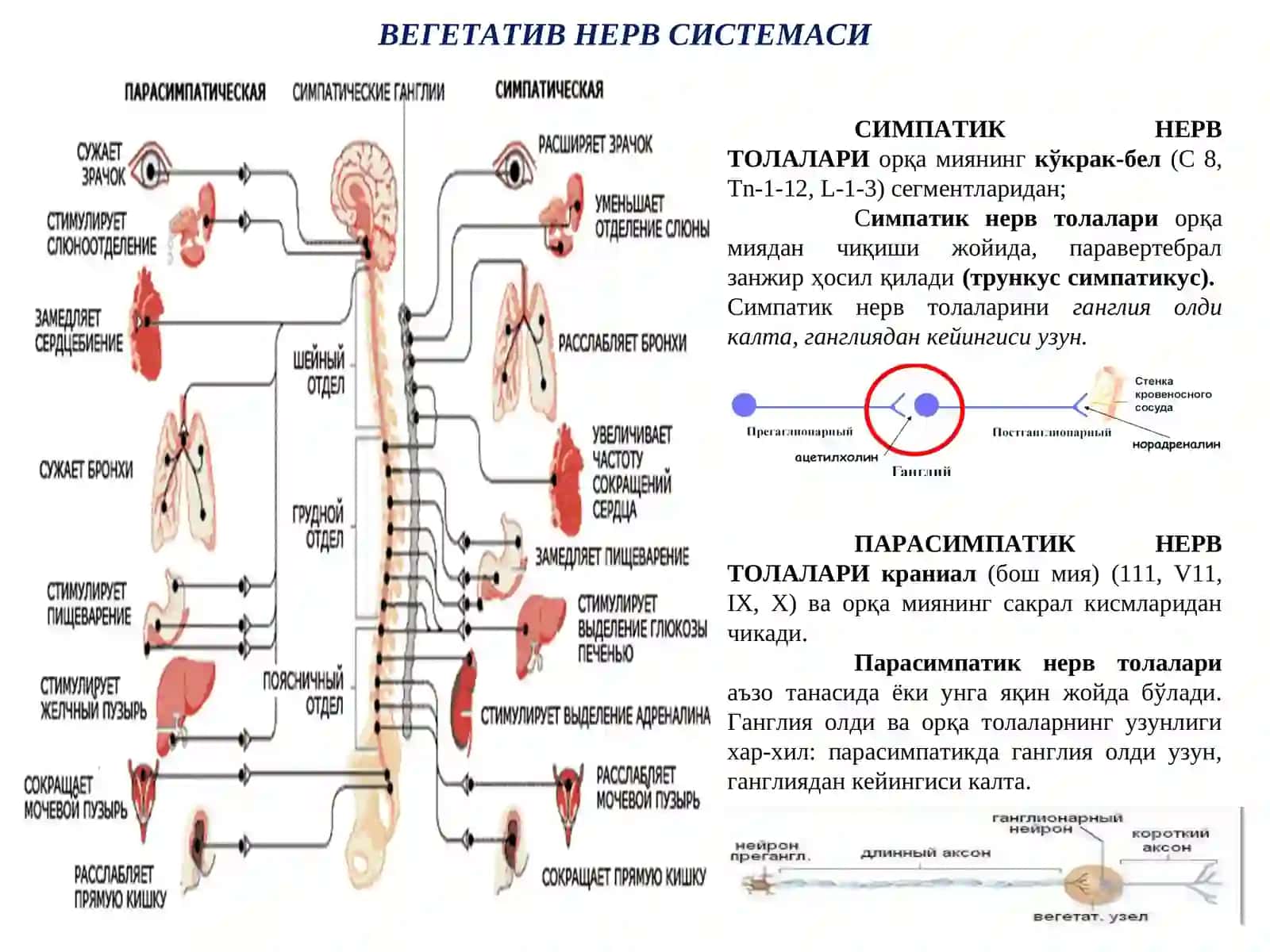 Эфферент иннервация. Холинергик синапсларга таъсир этувчи дори воситалар 4