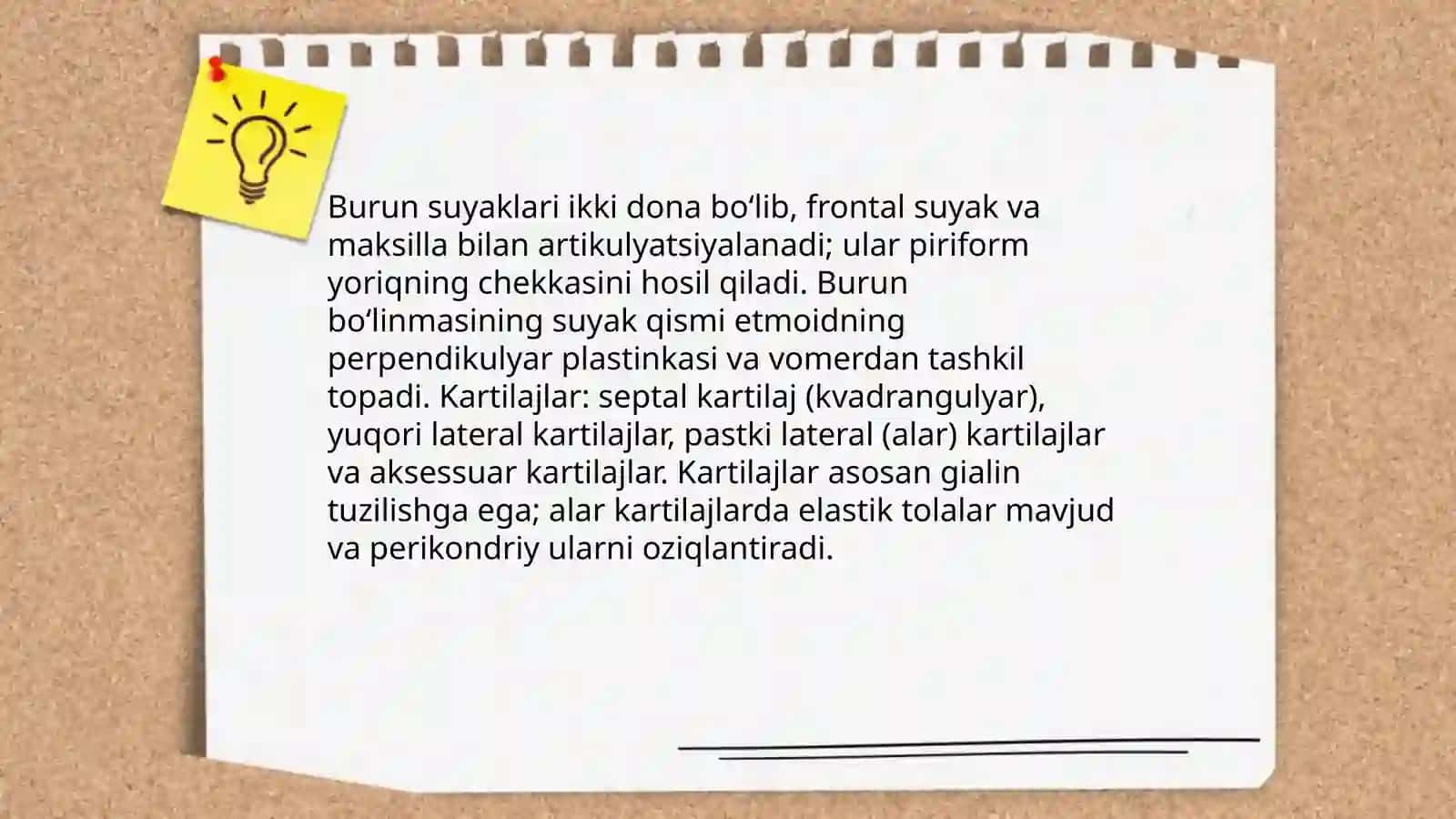 Tashqi burun. Burun bo'shlig'i devorini tuzilishi 4