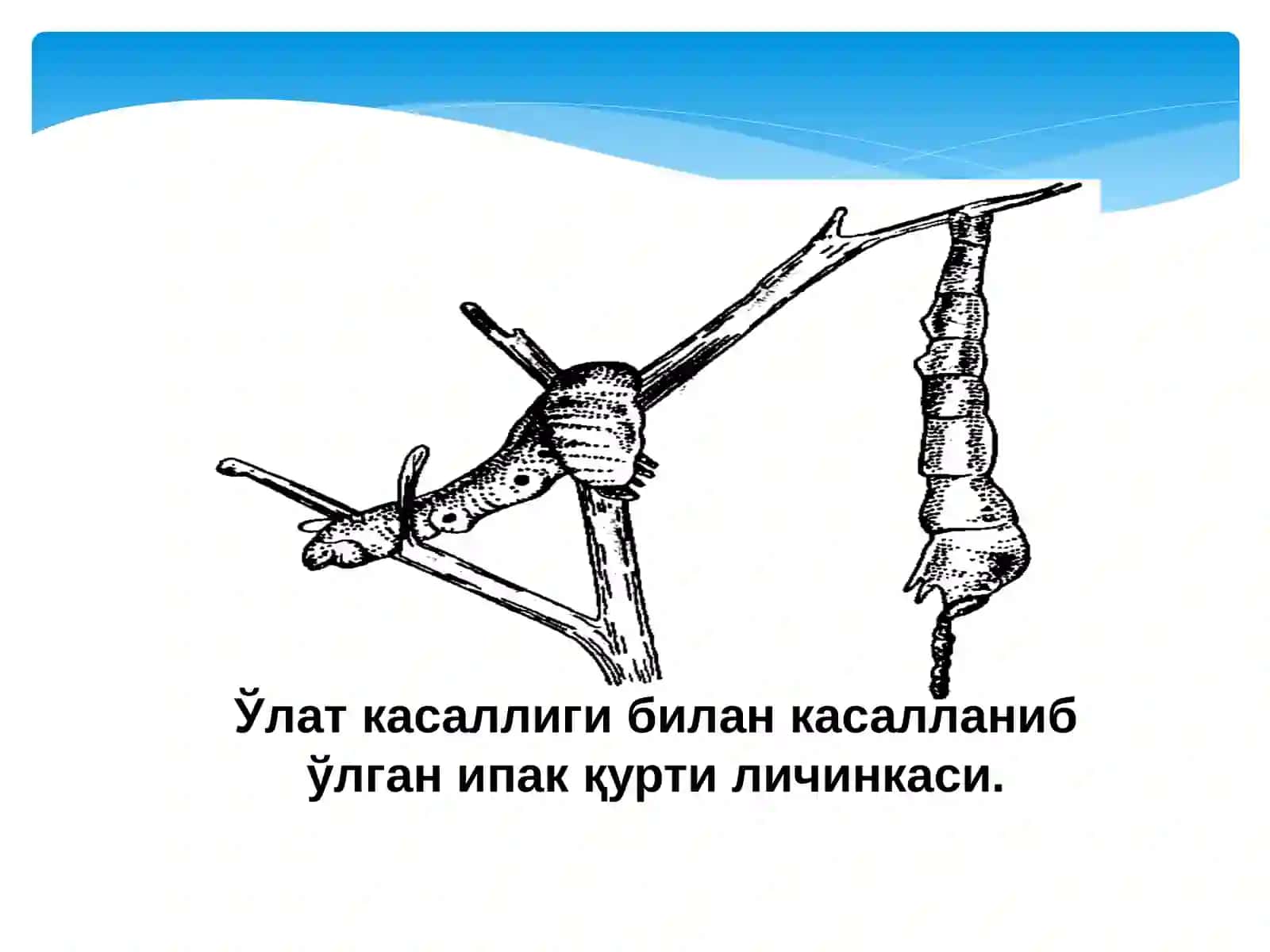 Ипак қурти касалликлари, зараркунандалари ва уларга қарши кураш чоралари 4
