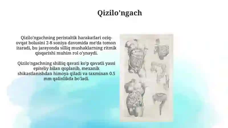 Ovqat hazm qilish fiziologiyasi 4