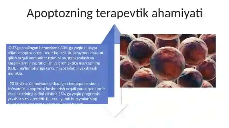 Hujayra apaptozi va uning biologik ahamiyati 4