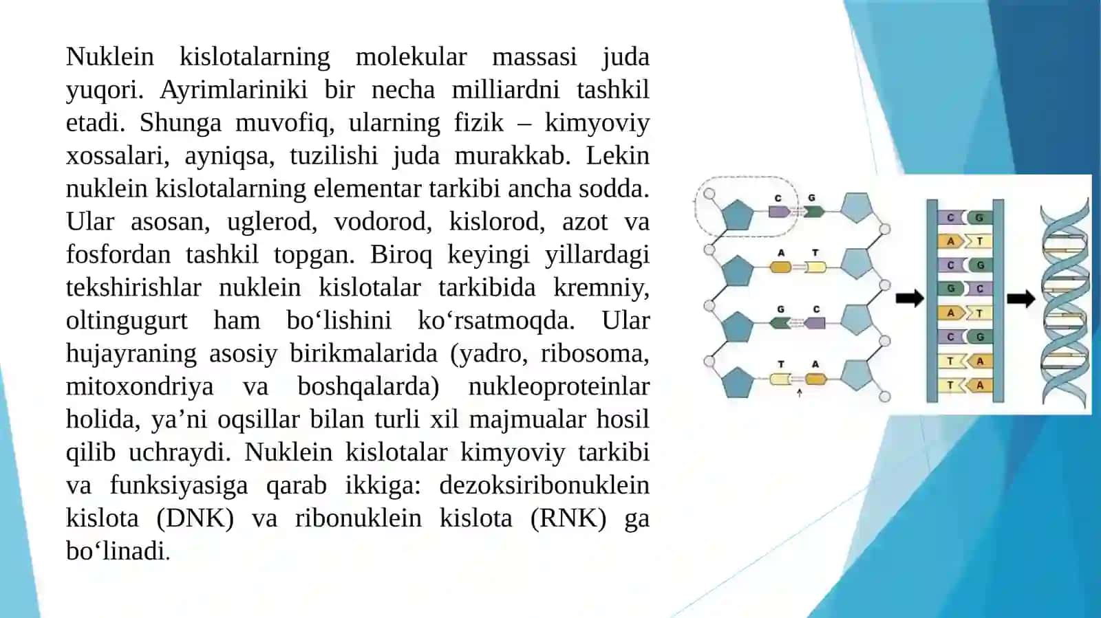 Nuklein kislotaning tuzilishi va fizik kimyo xossalari 4