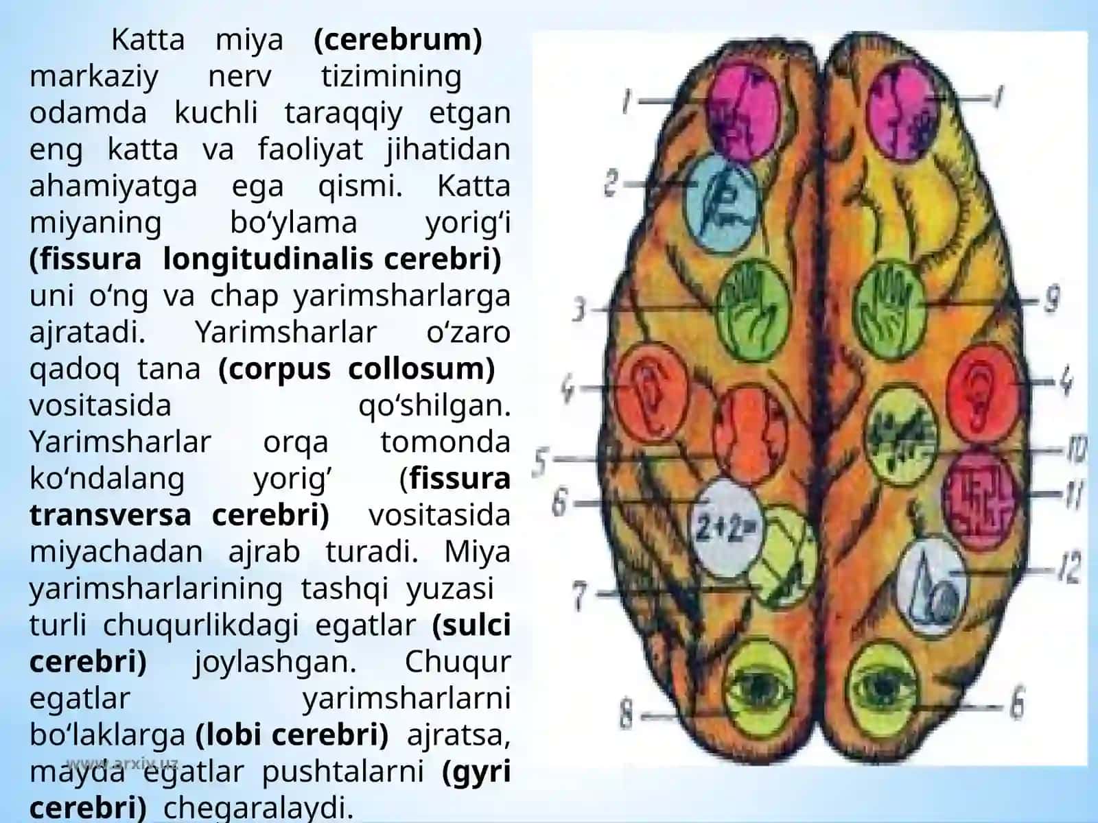 Boshmiya katta yarimsharlarining tuzilishi va fiziologiyasi 4