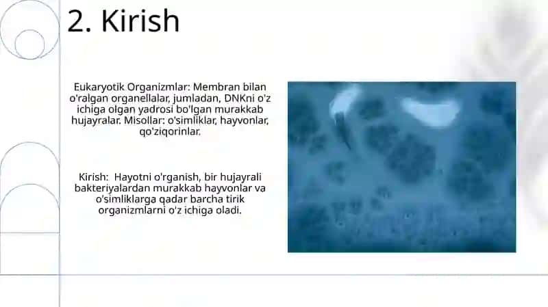 Eukaroit va prokariot organizmlar 4