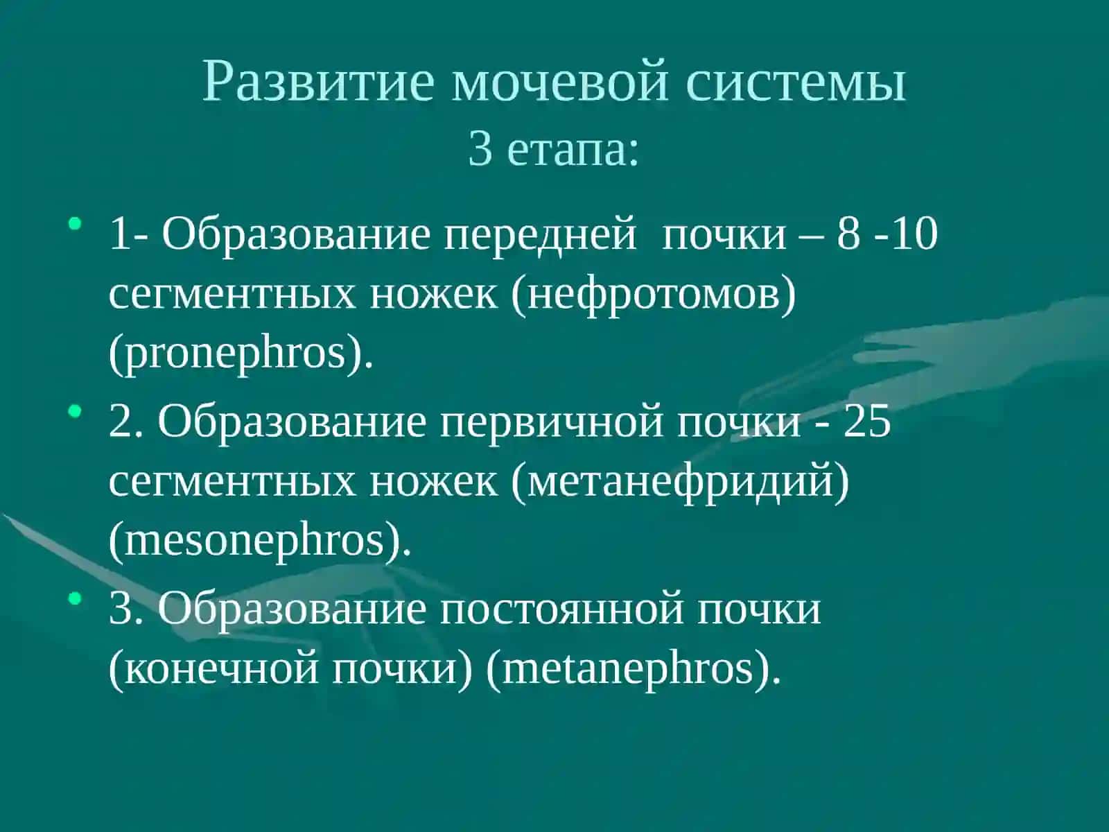 Мочевая система 4