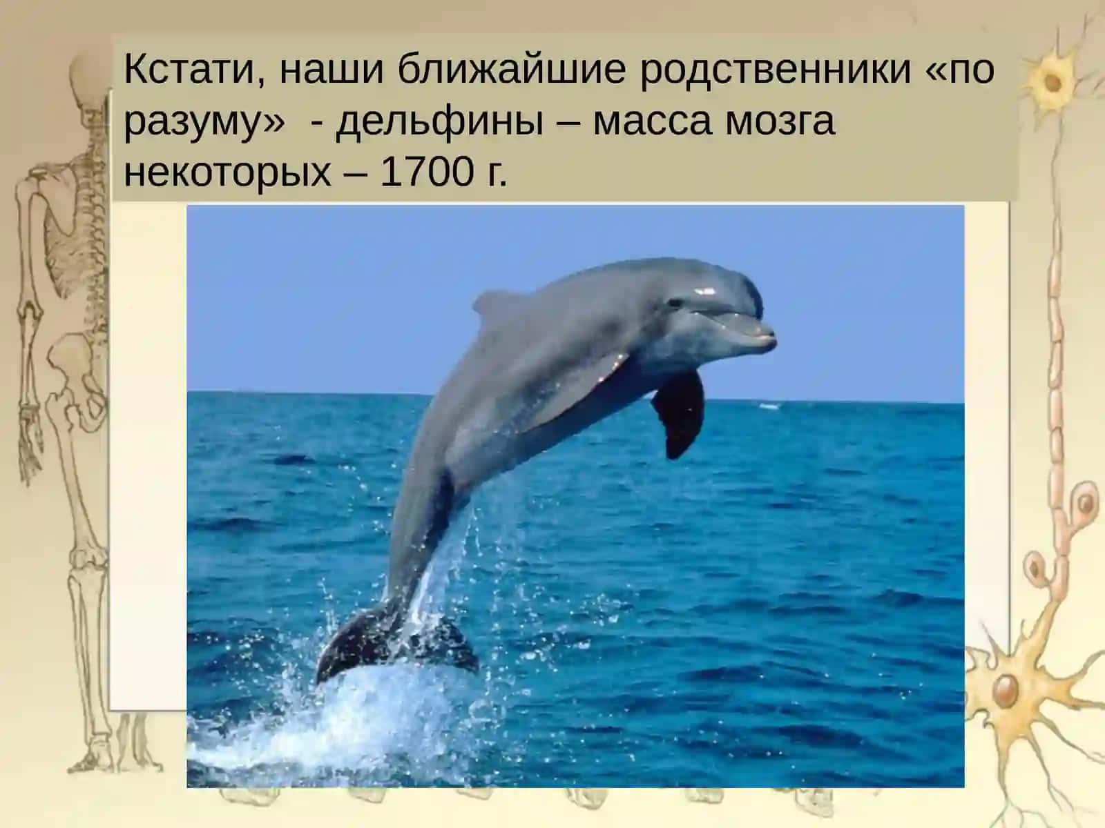 Строение и функции головного мозга 4