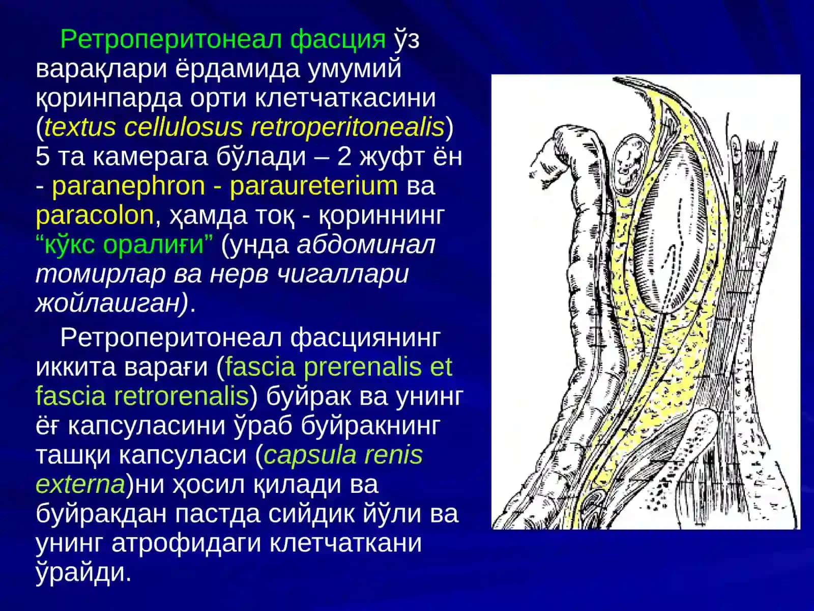 Бел соҳаси ва қоринпарда орти бўшлиғи клиник анатомияси 4