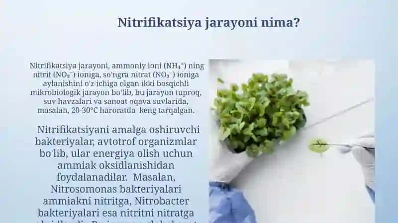 Nitrifikatsiya jarayoni 4