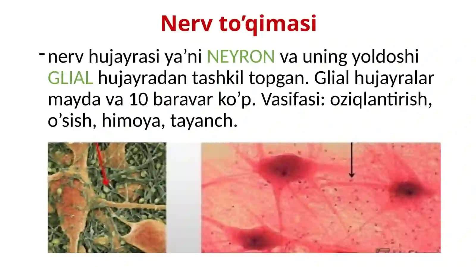 Nerv tizimi va sezgi organlari 4