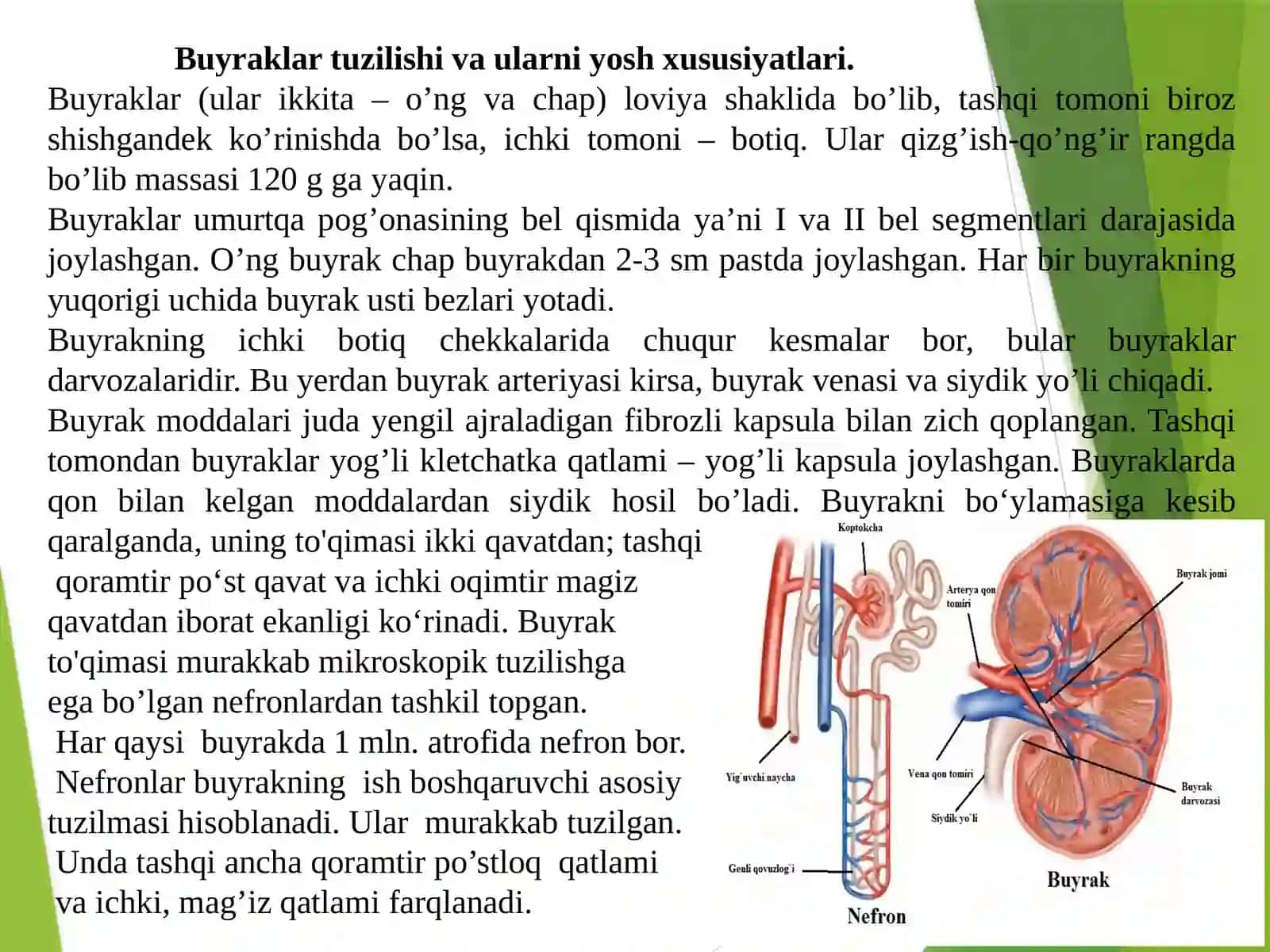 Ayiruv Ayiruv tizimi fiziologiyasining yosh xususiyatlari va gigiyenasi 4
