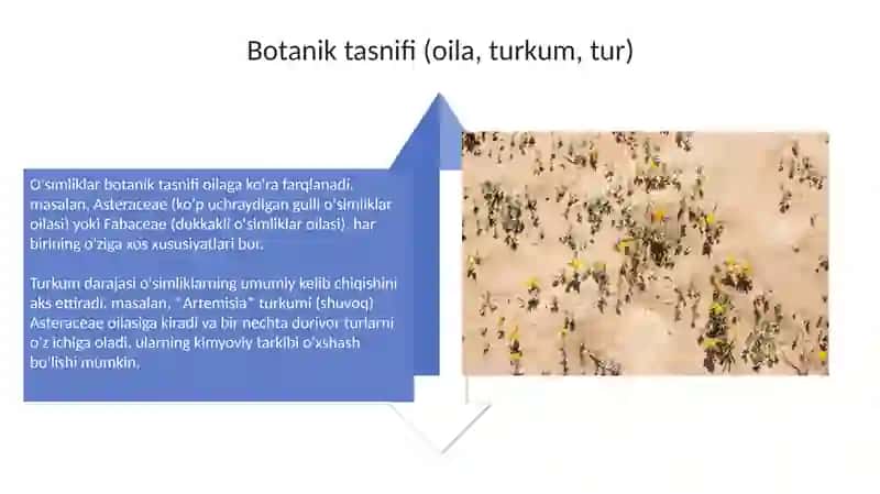 Choʻl mintaqasidagi tarqalgan dorivor oʻsimliklar taksonomertyasi 4
