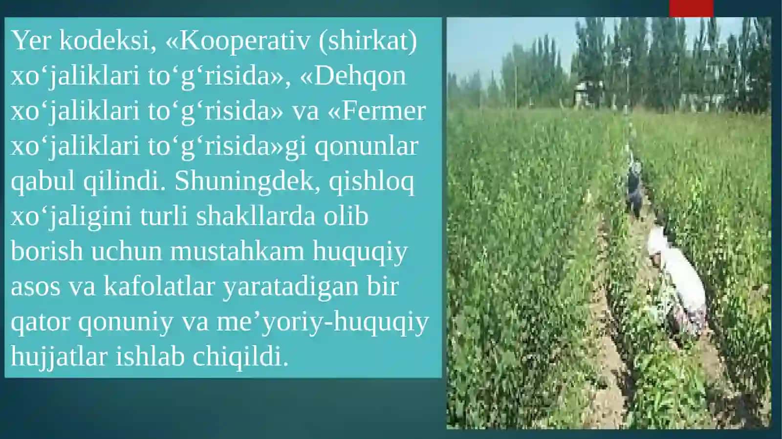Dehqonchilik va Melioratsiya fanidan tayyorlangan mustaqil ish 4