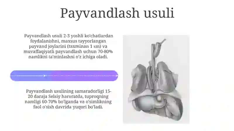 Vegotativ organlar va Vegetative ko'payish by Жорабойев Бехрузжон 4