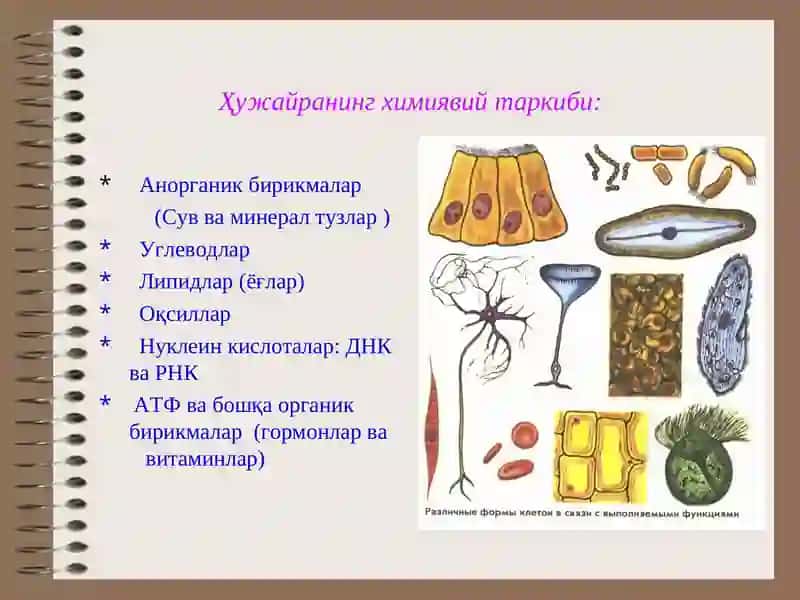 Hаyotning molekulyar asoslari 4