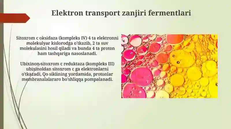 Siydik kislotasi sikli fermentlari 4