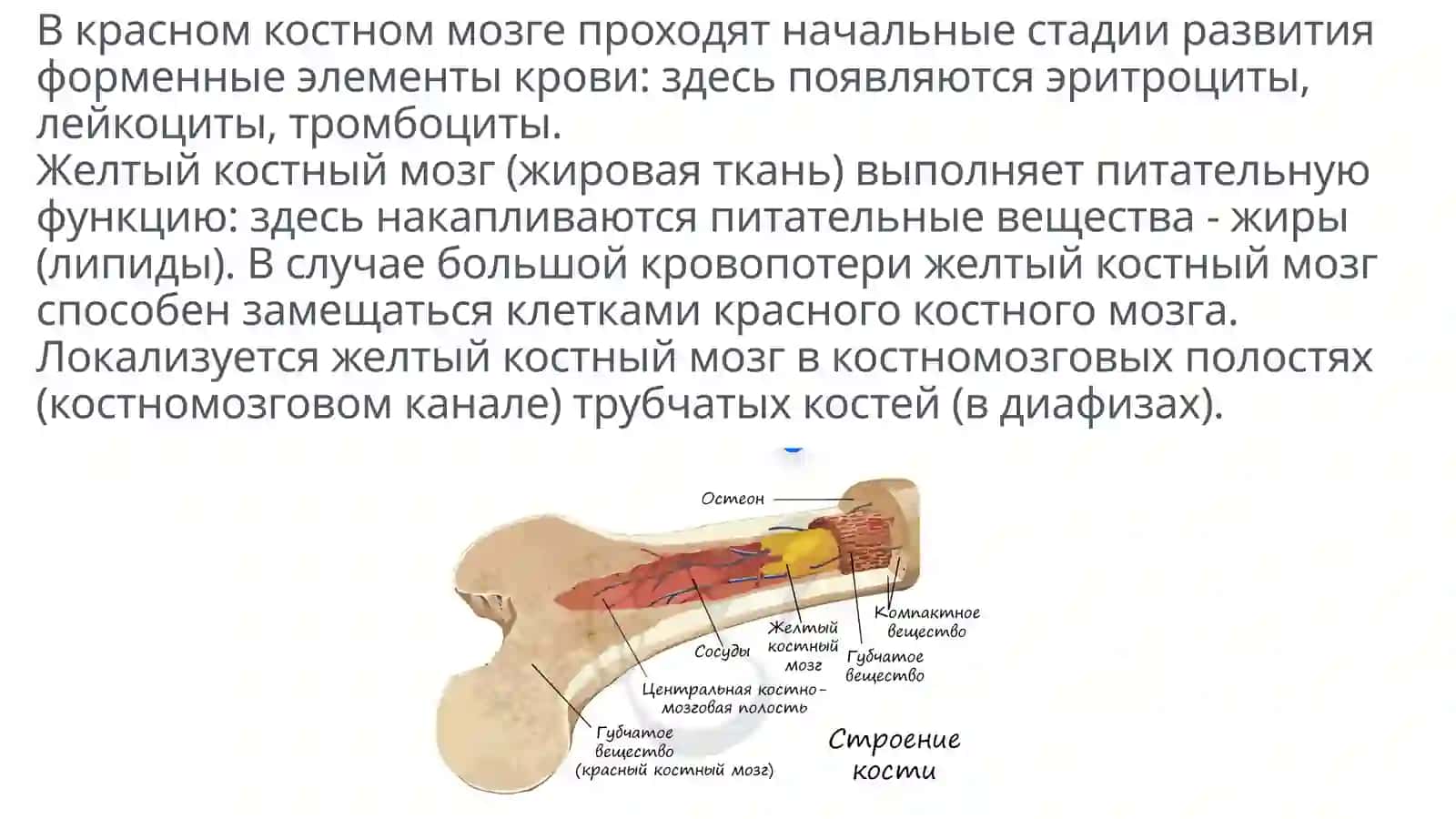 Кости и их соединения 4