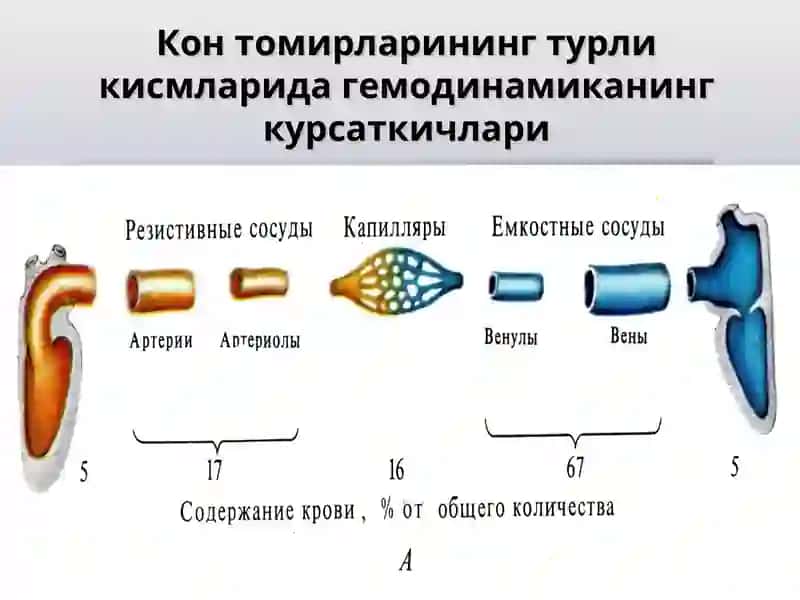 Qon tomirlar xarakati 4