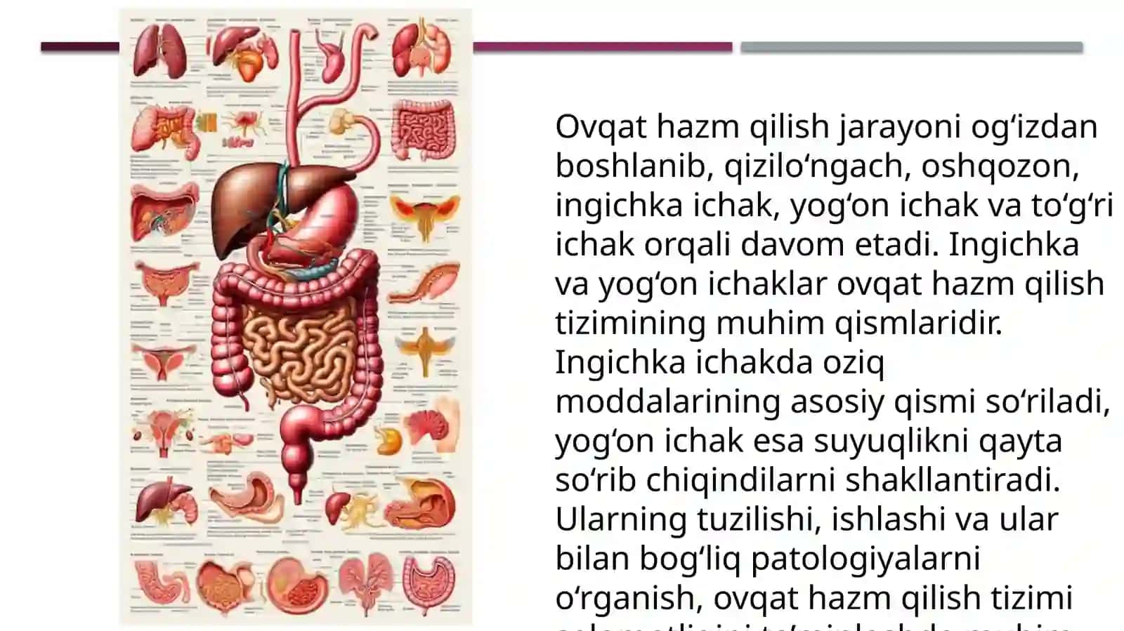 Ingichkavayog’onichaklar anatomiyasi, fiziologiyasi va patologiyasi 4