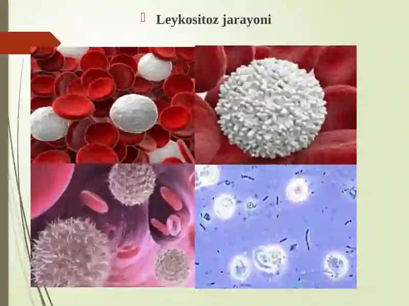 Immun tizimi hujayralari. Immunitet jarayonida eozinofil va bazofil leykotsitlar. Monositlar. 4