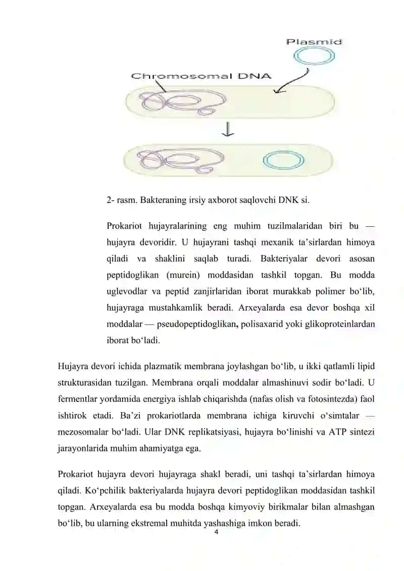 Prokariot va eukariot hujayralarning tuzilishi va biologik xususiyatlari. 4