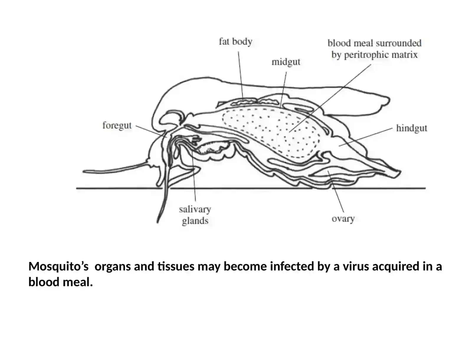 Lec. 5 Virus Transmission Dr. Ahmed K. Ali 4
