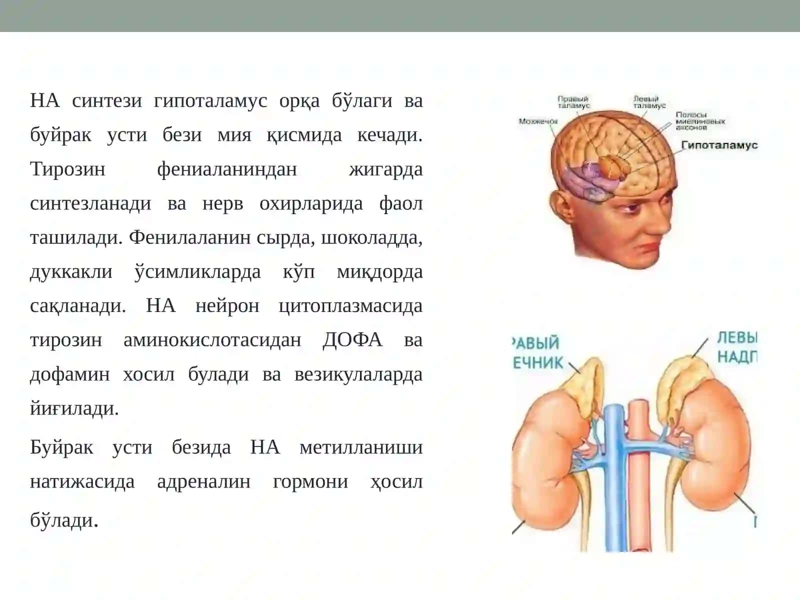 Адренергик иннервацияга таъсир этувчи доривоситалар таснифи 4