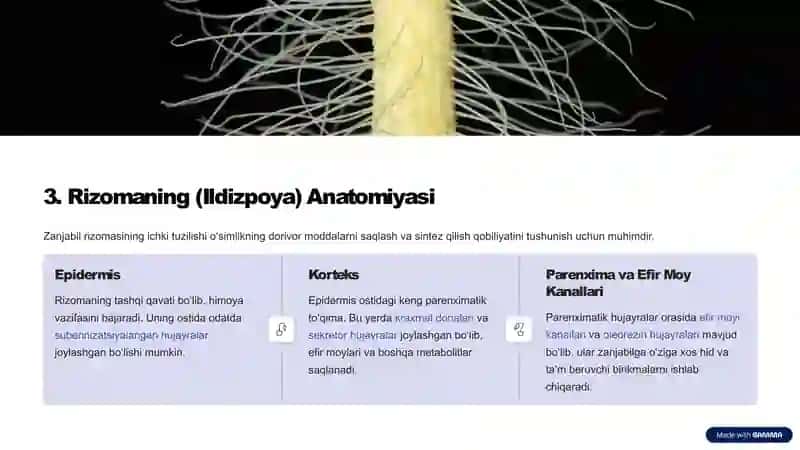 Zanjabil-Zingiber-officinale-Botanik-Xususiyatlari-va-Dorivorlik-Ahamiyati 4