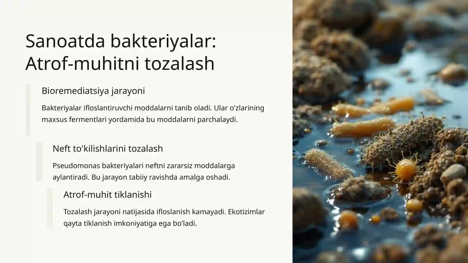 Bakteriyalarning sanoat va qishloq xo'jaligidag ahamiyati 4