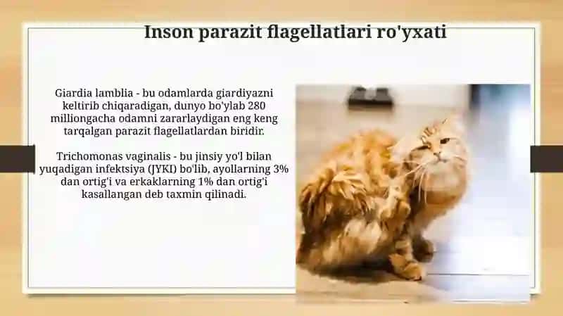 Odamlarda parazitlik qiluvchi sodda xayvonlar xivchinlilar odam parazitlari 4