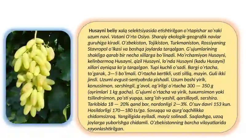 Uzumni o'stirish usullari uzum hosildorligi va qayta ishlashdagi ahamiyati 4