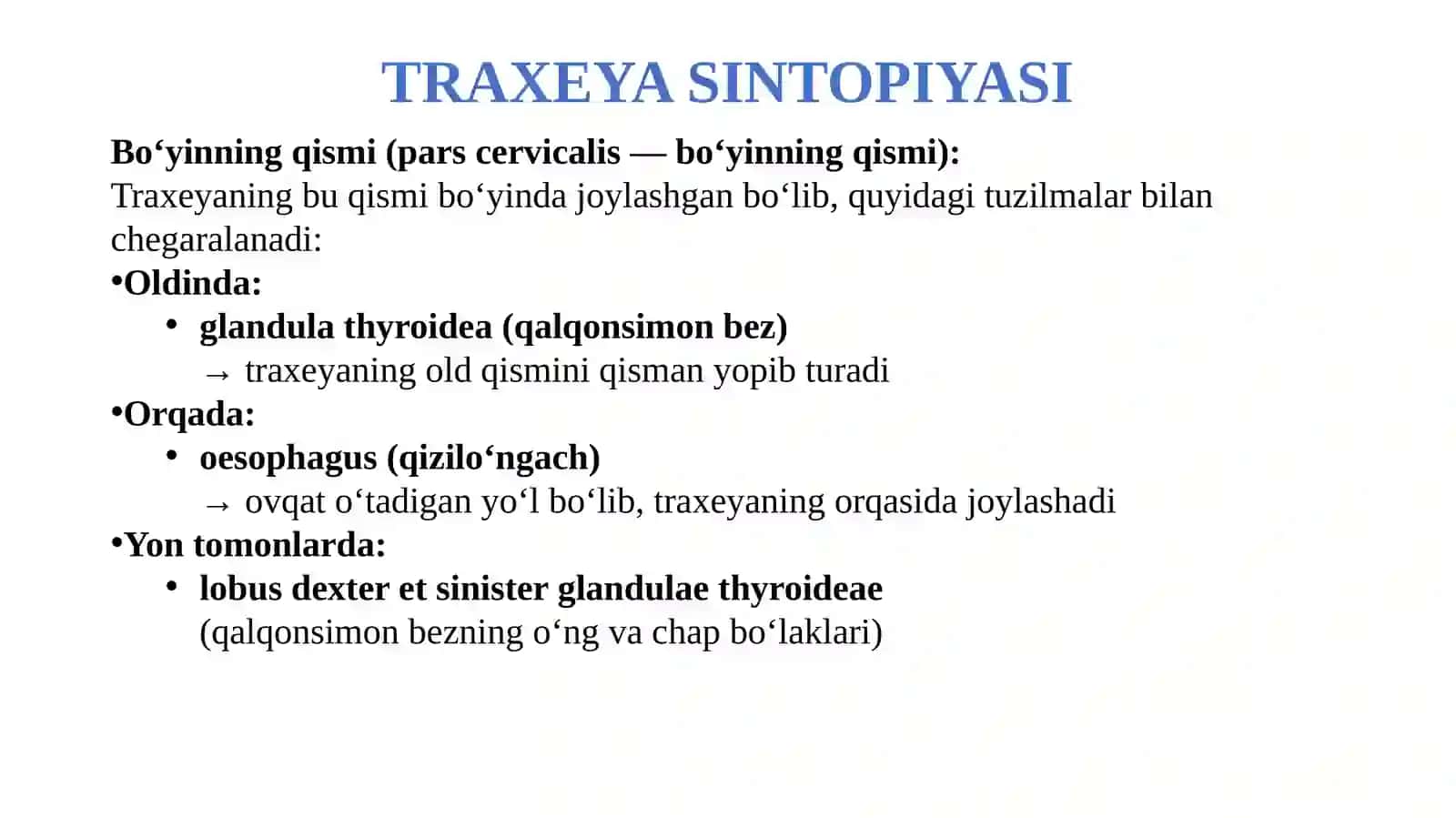 Traxeya va bronxlar. Bronx daraxti va alveolalar tuzilishi 4