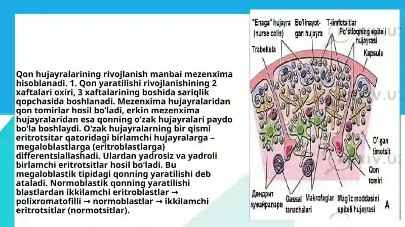 Embrionalgemotsitopoez 4