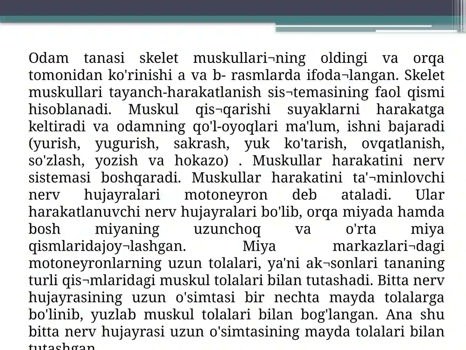 Tana muskullari 4