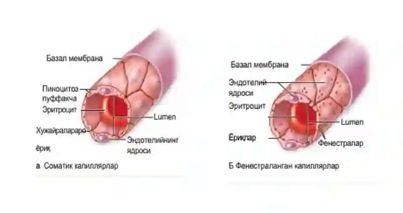 GISTOLOGIYA 4
