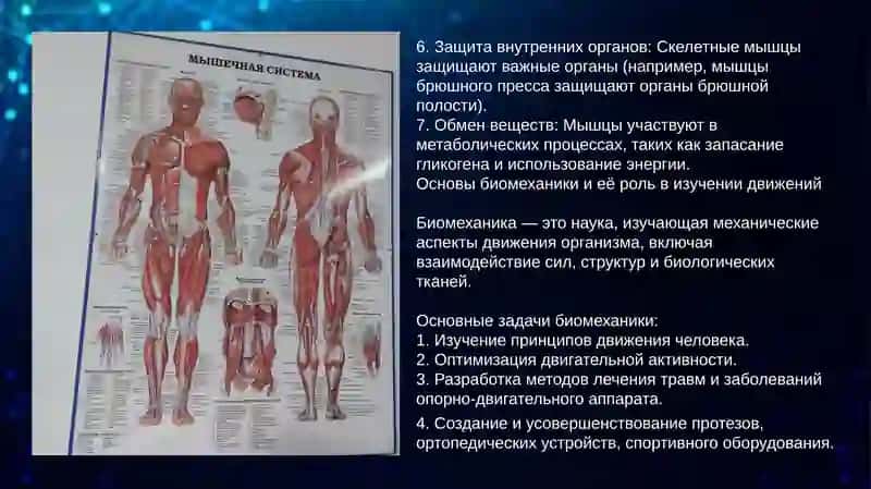 Мышечная функция и биомеханика. Мышечная теория Лесгафта 4