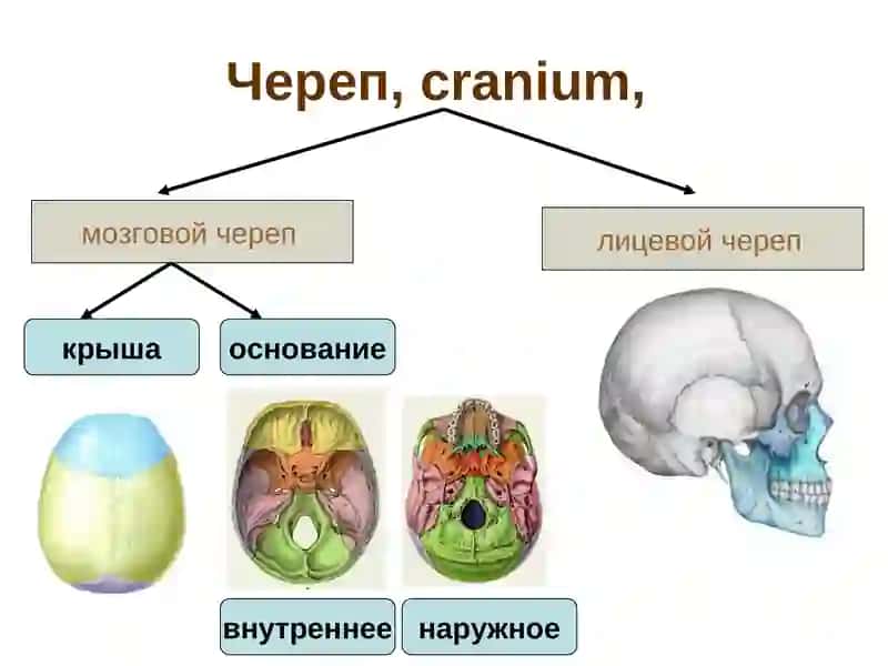 Лекция № 7Тема: «Кости черепа. Скелет туловища» 4