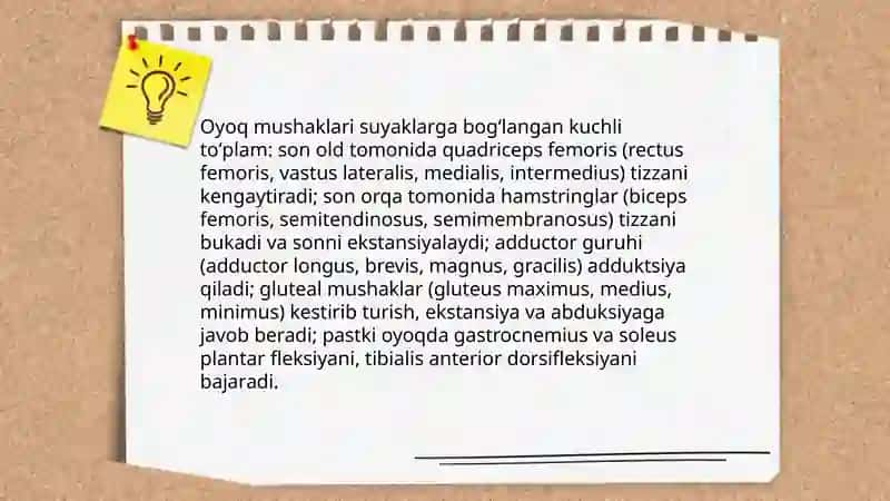 Qo' l, oyoq, qorin mushaklari 4