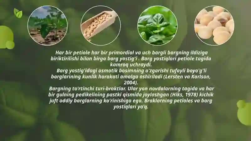 Soya o'simliklarini begona o't, kasallik va zararkunandalardan himoya qilish tadbirlari 4