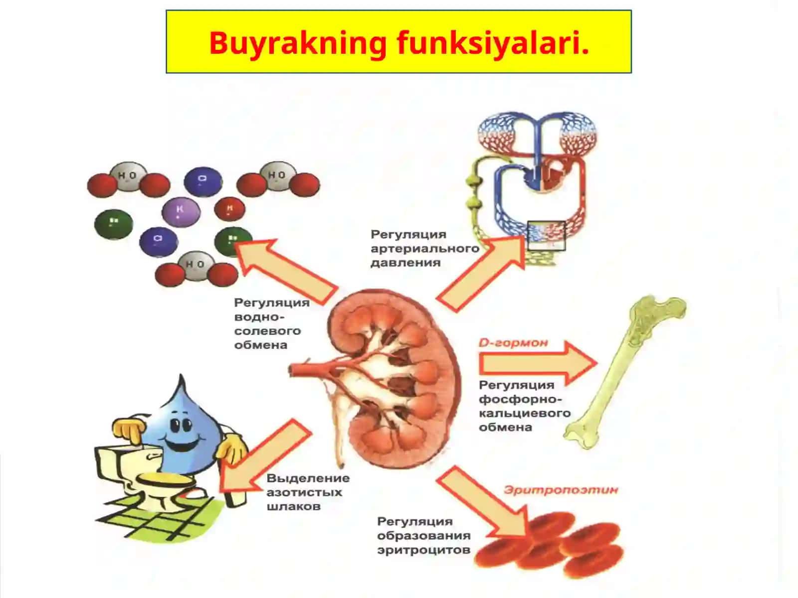 Siydik ajratish a’zolarining tuzilishini o’rganish 4
