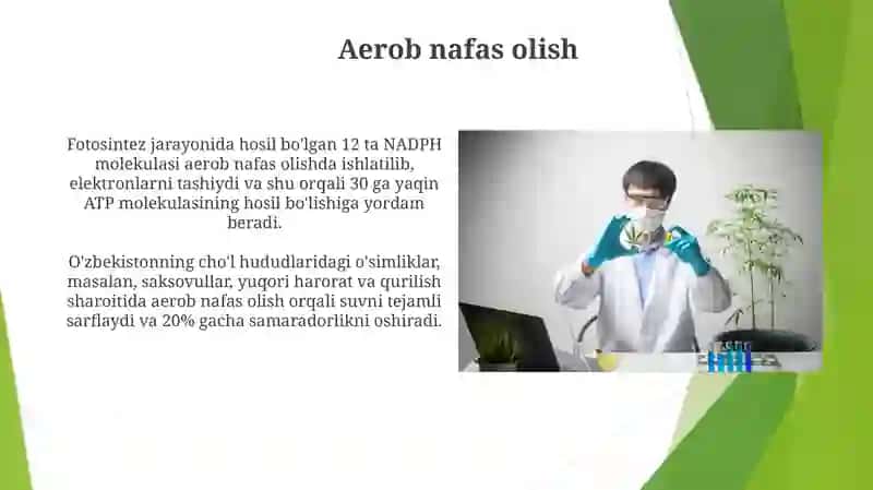 Nafas olish jarayonining oʻsimlik metabolizmidagi ôrni 4