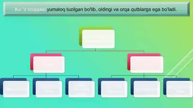 Ko’zning tuzilishi va funksiyasi 4