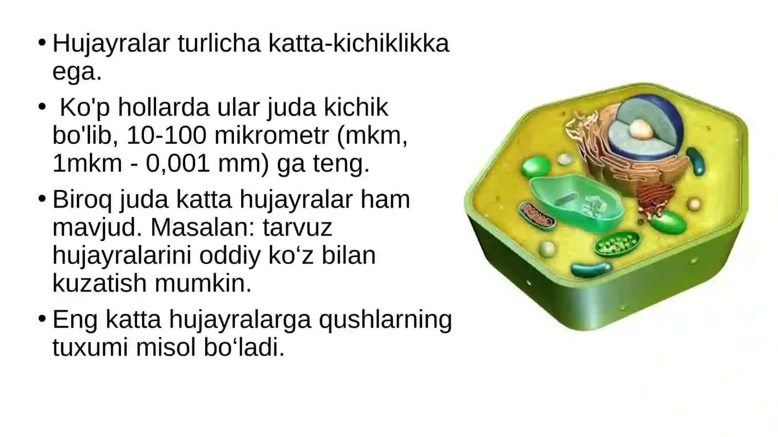 Eukariothujayra 4