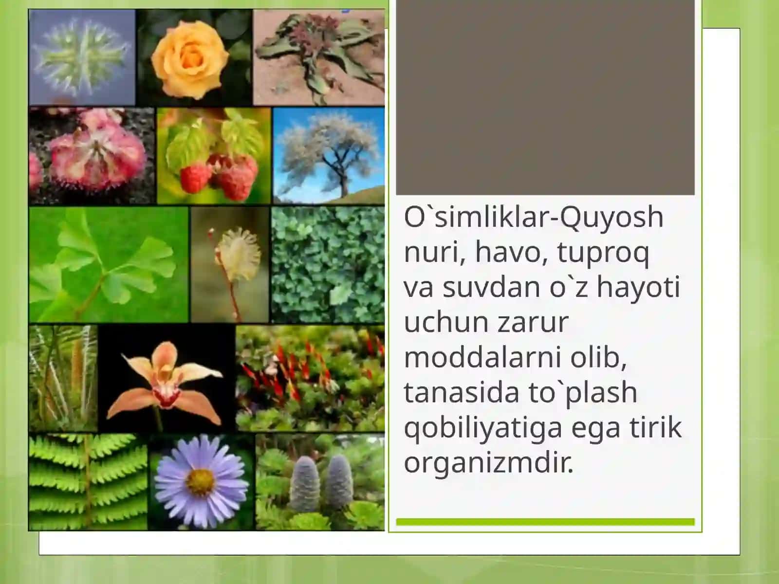 O`simliklar va hayvonot olami 4