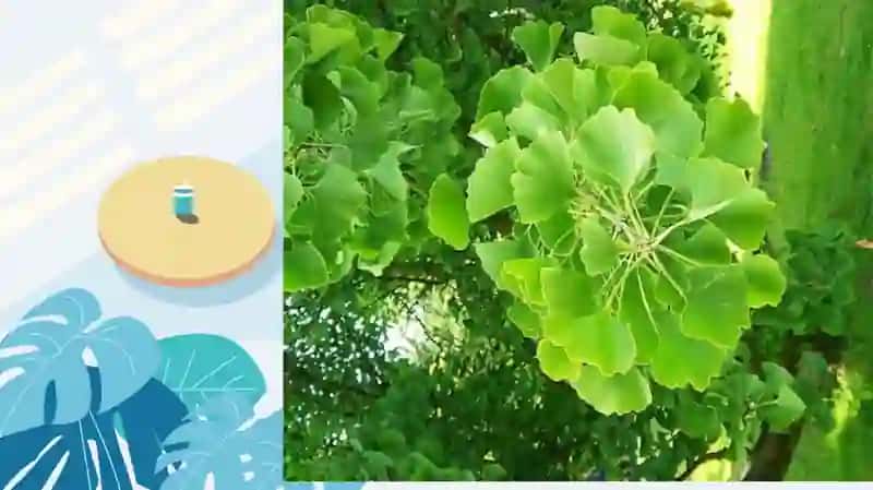 Gingobiloba 4