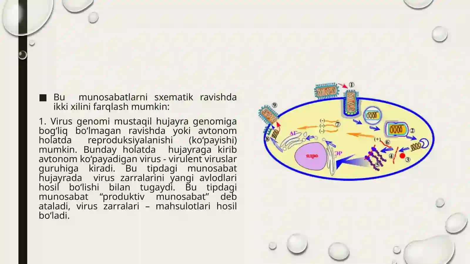 Viruslar reproduksiyasi 4