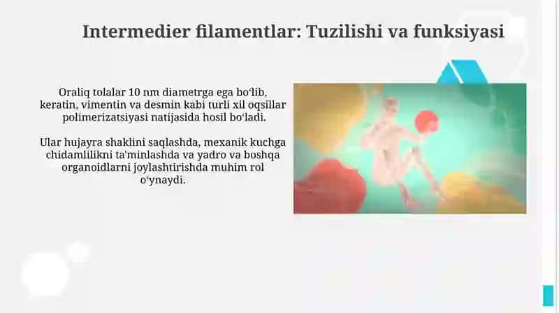 Hujayra skletining strukturaviy va funksional tashkil etilishi 4