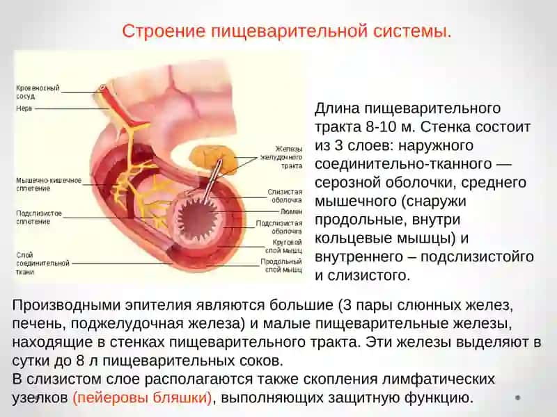 Пищеварительная система 4